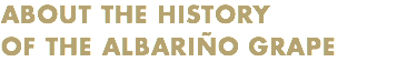ABOUT THE HISTORY
OF THE ALBARIÑO GRAPE